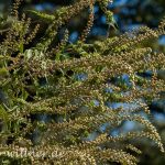 Beifußblättriges Traubenkraut (Ambrosia artemisiifolia) Foto W. Willner_2016-09-16_0513_C0006_000065
