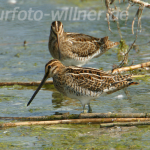 Bekassine 7 Foto W. Willner