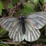 Berg-Weißling 11 (Pieris bryoniae) Foto W. Willner