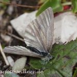 Berg-Weißling 15 (Pieris bryoniae) Foto W. Willner