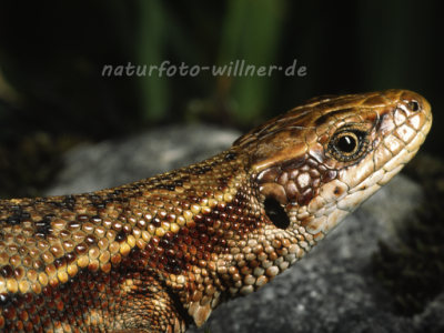 Bergeidechse Waldeidechse (Zootoca vivipara; vormals Lacerta vivipara) 11 Foto W. Willner