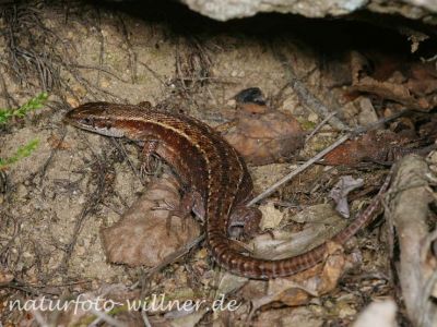 Waldeidechse, Bergeidechse (Zootoca vivipara)