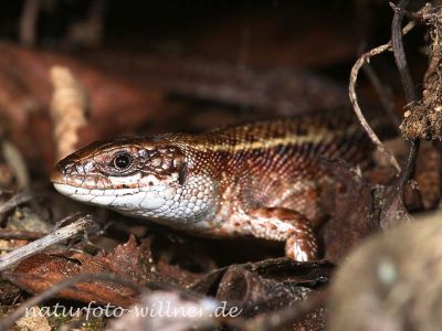 Wald-, Bergeidechse (Lacerta vivipara)