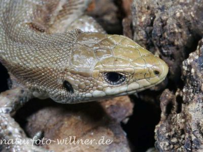 Bergeidechse (Lacerta vivipara) Jungtier