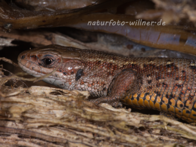 Bergeidechse Waldeidechse (Zootoca vivipara; vormals Lacerta vivipara) Foto W. Willner-10