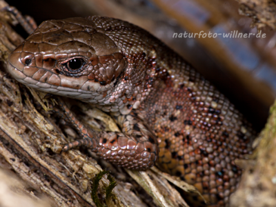 Bergeidechse Waldeidechse (Zootoca vivipara; vormals Lacerta vivipara) Foto W. Willner-11