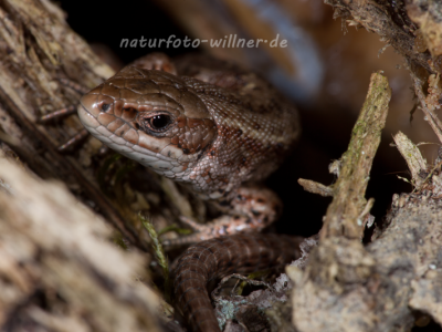 Bergeidechse Waldeidechse (Zootoca vivipara; vormals Lacerta vivipara) Foto W. Willner-4