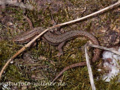 Bergeidechse Foto W. Willner