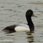 Bergenten (Aythya marila) -Naturfotoarchiv Willner 5M9A2954