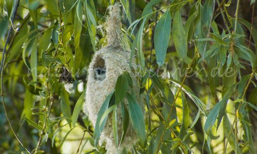 Beutelmeise Naturfoto Willner _2017-08-21_1054_C0007_000077