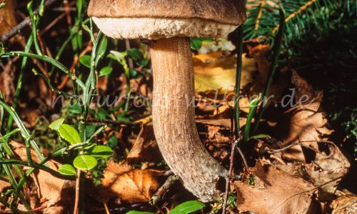 Birkenpilz Leccinum scabrum Foto W. Willner_7849