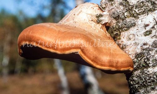 Birkenporling (Fomitopsis betulina) Foto W. Willner 8009