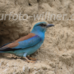 Blauracke oder Mandelkrähe (Coracias garrulus)
