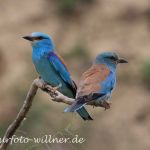 Blauracke 22 Foto Naturfotoarchiv Willner