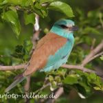 Blauracke oder Mandelkrähe (Coracias garrulus)