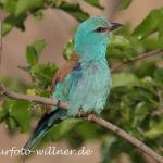 Blauracke 30 Foto Naturfotoarchiv Willner