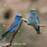 Blauracke oder Mandelkrähe (Coracias garrulus)