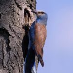 Blauracke oder Mandelkrähe (Coracias garrulus)
