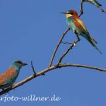 Blauracke und Bienenfreser 1 Foto Naturfotoarchiv Willner