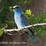 Blauracken Männchen auf Sitzwarte 2 Foto Naturfotoarchiv Willner