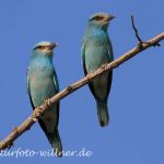 Blauracken Weibchen und Männchen auf Sitzwarte 5 Foto Naturfotoarchiv Willner