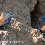 Blauracken Weibchen und Männchen vor der Brutröhre 2 Foto Naturfotoarchich Willner