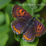 Blauschillernder Feuerfalter (Lycaena helle) 19 Foto W. Willner