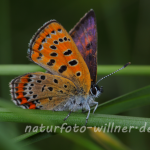 Blauschillernder Feuerfalter (Lycaena helle) 30 Foto W. Willner