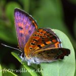 Königsdorfer Moos 29.5.2010