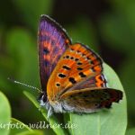 Königsdorfer Moos 29.5.2010