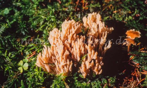 Bleicher Ziegenbart Ramaria mairei Foto W. Willner_7940