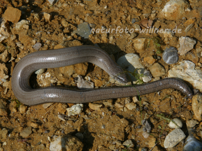 Blindschleiche 1 Foto W. Willner