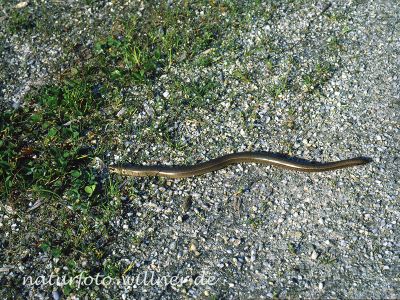 Blindschleiche 14 Foto H. Tuschl