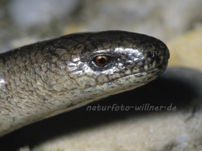 Blindschleiche 4 Foto W. Willner