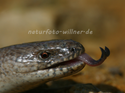 Blindschleiche 5 Foto W. Willner