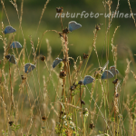 Bläulinge am Schlafplatz 2 Foto W. Willner