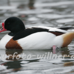 Brandgans Foto W. Willner13