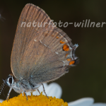 Brauner Eichen-Zipfelfalter 21 (Satyrium ilicis) Foto W. Willner
