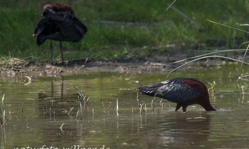 Brauner Sichler (Plegadis falcinellus) Naturfoto WillnerDSC_1542