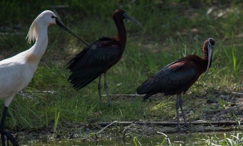 Brauner Sichler (Plegadis falcinellus) Naturfoto WillnerDSC_1589