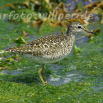 Bruchwasserläufer 2 Foto W. Willner