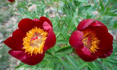 Byzantische Pfingstrose Paeonia peregrina Rumänien Foto W. WillnerDSC_2571