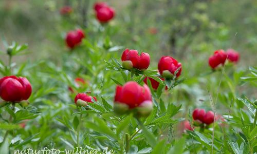 Byzantische Pfingstrose Paeonia peregrina Rumänien Foto W. WillnerDSC_2585