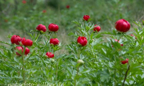 Byzantische Pfingstrose Paeonia peregrina Rumänien Foto W. WillnerDSC_2609