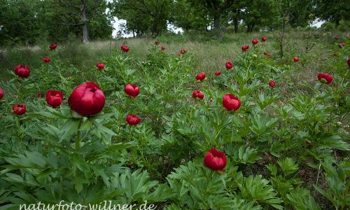 Byzantische Pfingstrose Paeonia peregrina Rumänien Foto W. WillnerIMG_9092