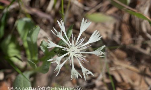 Centaurea napulifera Naturfoto WillnerIMG_8498