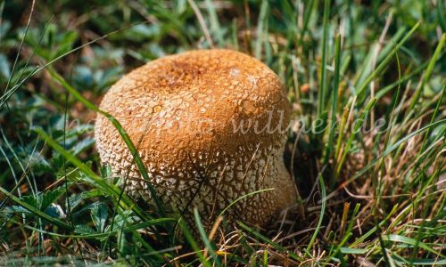 Dickschaliger Kartoffelbovist Scleroderma citrinum Foto W. Willner_7899