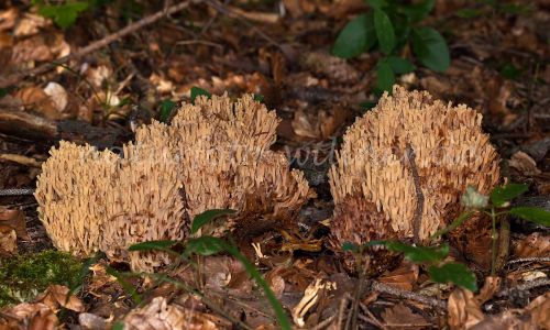 Dreifarbige oder Schöne Koralle (Ramaria formosa) Foto W. Willner 6