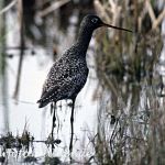 Dunkler Wasserläufer (Tringa erythropus)