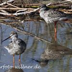Dunkler Wasserläufer 34 Foto W. Willner